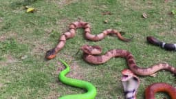 Oenux Forest Savage Snakes Animals TPR Rattlesnake Python Cobra Action Figures Lifelike Model Education Kids Toy Gift Prank toy