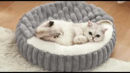 Calming Warm Kitten Bed Round Hooded Cat Cave, Indoor Puppy Sleeping Bed Suitable for Cat Dog Non-Slip Bottom Cat Cushion