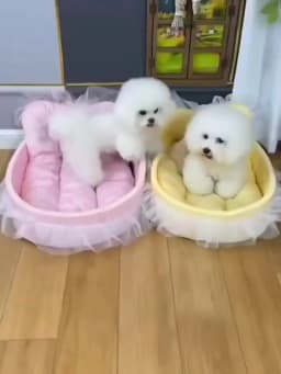 Cat Nest Macaroon Colour Small Dog Kennel Removable Washable Four Seasons Universal Soft Warm Dopamine Cats Nests Pet Products