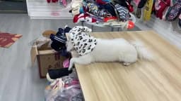 Dog Grooming Earmuffs Soft Warm Noise-Proof Earmuffs Pet Ear Cover Cloth Hat Grooming Bathing Blowing Drying Pet Sleeve