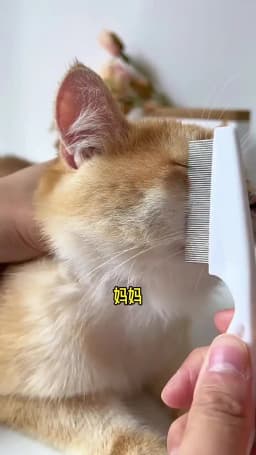 Home Pet Animal Care Comb Protect Flea Comb for Cat Dog Pet Stainless Steel Comfort Flea Hair Grooming Comb