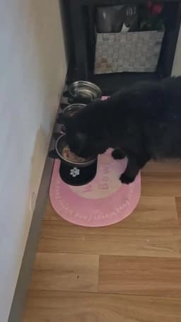 Black Cat Ear 3 Bowls Rack Elevated Cat Feeder Stand Non-slip Silicone Waterproof Anti-dirty Cat Bowl Mat for Cats Dogs