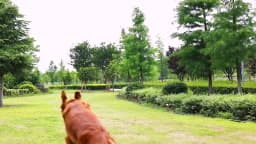 10M 20M 30MPet Leash Nylon Dog Training Leashes Walking Long Lanyard Traction Rope for Small Large Dogs Lead Item
