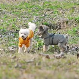 Waterproof Dog Rain Jacket with Harness Safety Reflective Dog Raincoat for Small Dogs Pet Outdoor Jackets for Jungle Camping
