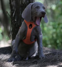 Truelove Pet Reflective Pet Dog Harness Small Medium Large Vest Adjustable with Safety Buckle D-flex Buckle Pet ProductsTLH6071