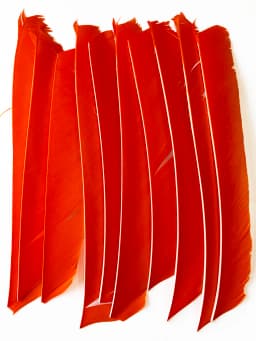 100PCS 18-25CM Full Length Turkey Arrow Feathers DIY Hunting Bow Arrow Accessories Archery Fletching Right Wing Vanes