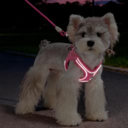 Eye Shape Dog Harness and Leash Set for Small Dogs,Cute Fashion Puppy Walking Vest, Reflective Adjustable Pet Harness for Daily