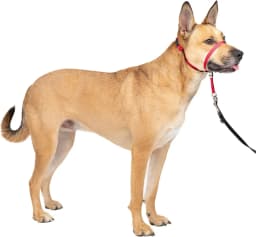 Zhenjia Hot Selling New No-pull Dog collar Adjustable Anti-barking Biting Mouth Cover Dog Mouth Collar Mouth Mask