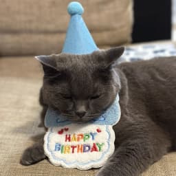 Pet Birthday Scarf Cute Delicate Lace Bib, Cat & Dog Birthday Party Celebration Prevent Saliva Towel