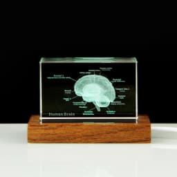 3D Human Anatomical Model Crystal Laser Brain Sculpture Cube Paperweight Figurines Thinking Medical Science Gift