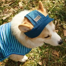 Denim Puppy Dog Sun Hat Summer Sunscreen Pet Jean Hats for Small Medium Dogs Chihuahua Poodle Caps Mascotas Costume Grooming