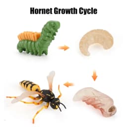 Animal Life Cycle Board Children Toys Montessori Teaching Aids Plant Animal Growth Cycle Model Set preschool cognitive Toys