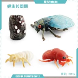 Animal Life Cycle Board Children Toys Montessori Teaching Aids Plant Animal Growth Cycle Model Set preschool cognitive Toys