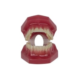 AG Orthodontic Teaching Model Oral Model Half Ceramic Half Metal Bracket for Dentist Doctor-patient Communication Tool