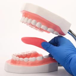 Enlargement Oral Teaching Dental Material Dentistry Consumables Prosthesis Dental Anatomy Model Tongue
