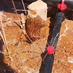 50-800pcs Adjustable Irrigation Drippers Sprinklers 1/4'' Emitter Dripper Micro Drip Irrigation Sprinklers for Watering System
