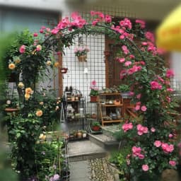 Metal Garden Arch Climbing Plant Trellis Outdoor Arbors Wedding Arch