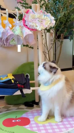 Pet Hanger Internet Celebrity Dog Clothes Rack Dog Clothes Rack Cabinet Solid Wood Storage Small Coat Rack Cat Floor Type