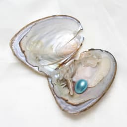 50PCs/Lot Vacuum Pack Oyster Wish Pearl Kit Oyster Beautiful DIY Accessories Gift About 7-8mm Freshwater Pearl High quality Pearl