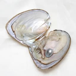 50pcs/Lot High-quality Pearls 7-8MM AA+ Single Pearl Vacuum-pack Oyster Beautiful & Interesting Nature Gifts Cultivate