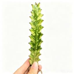 Euphorbia Trigona Succulent Plant - Unique Shape, LushFoliage - Indoor Home Decoration Accent for ModernDesert-Style Homes, Ideal Gift for Plant Beginners