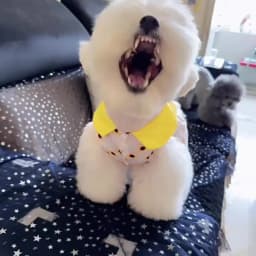 Dog Princess Dress Cute Pet Dog Mesh Dress Kitten Puppy Pet Skirt Dog Summer Dress Bow Lace Korean Poodle Chihuahua Dog Clothes