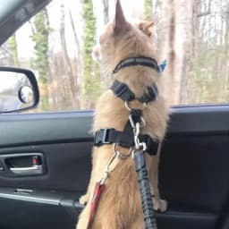 Dog Leash Harness Dogs Dog Accessories Supplies Pet Dog Car Seat Belt Retractable Buffer Elastic Reflective Safety Traction Rope