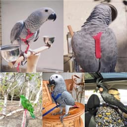 Training Flying Traction Rope Anti-Bite Training Rope Bird Parrot Flying Rope Parrot Harness Bird Harness Leash