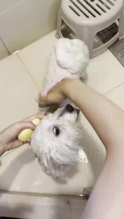 NONOR Dog Pet Grooming Glove Cat Brush Comb Deshedding Hair Gloves Dogs Bath Cleaning Supplies Animal Combs