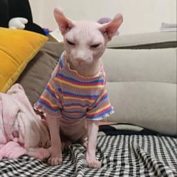 Spring Cotton Pet Cat Clothes for Cats Gotas Mascotas Clothing Sweet Stripe Puppy Sphynx Cat Katten Vest Shirt Ubarnie Dla Kota
