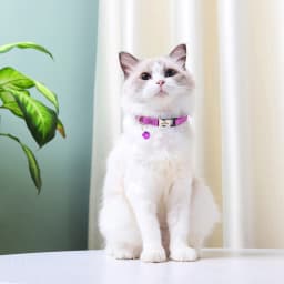 Personalized Cat ID Collar Anti-lost Puppy Cats Name Collars Custom Pet ID Name Tag Collars For Small Dogs Cats Bell Accessories