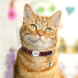 Personalized Cat ID Collar Anti-lost Puppy Cats Name Collars Custom Pet ID Name Tag Collars For Small Dogs Cats Bell Accessories