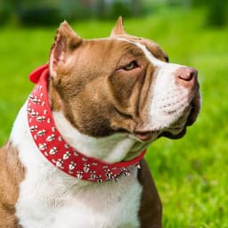 Spiked large dog collar For Medium Large Breeds L-3XL Pitbull Mastiff Boxer PU leather 4 colors big dog collar for large dog