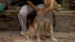 Large Dog Hair Removal Comb Big Dog Brush Pet Grooming Brush Cat Comb Dog Hair Massage Comb Cat Hair Remover Cleaning Grooming