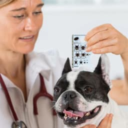 Tick Card With Magnifying Glass Allows Easy Removal Of Ticks Tick Remover For Dogs And Cats With Handy Pocket Size 8.5x5.4x0.1cm