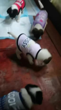 Summer Cotton Pet Vest for Small Dogs Cats Letter Print Dog T-shirts Puppy Clothing