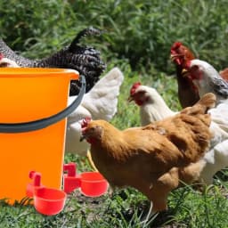 10/20/30Pcs Chicken Waterer Cups Chicken Feeder Cup for Chicken Duck Turkey Rabbit,3/8 Inch Thread Poultry Watering Feeder