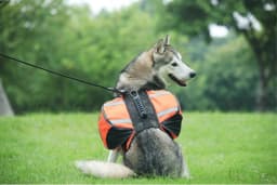 Pet Outdoor Backpack Large Dog Reflective Adjustable Saddle Bag Harness Carrier for Traveling Hiking Camping Safety