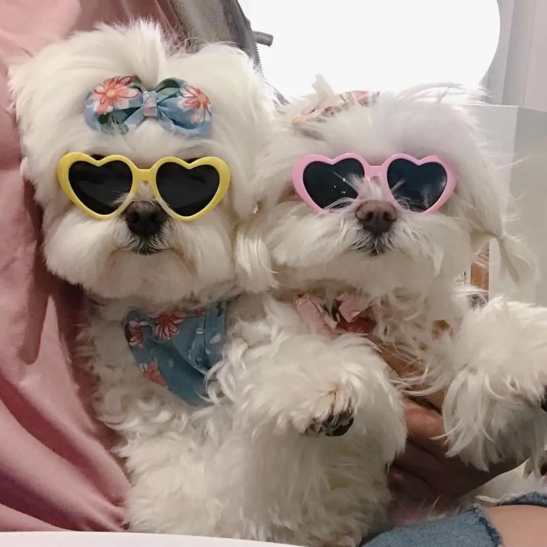 New Love Pet Glasses for Dog Cat Cute Creative Fashion Sunglasses with Jewelry Pet Beauty Decoration Supplies