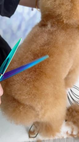 Fenice JP440C Steel 7.5 Inch Dog Beauty Scissors Pet Dogs Grooming Scissors Set Straight&Curved &Thinner&Chunker Shears Kits