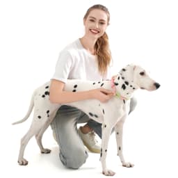 Pet Collar Cute Fashion Nylon Webbing Dog Lead Collar Candy Style Handmade Webbing PVC Neck Ring Cool Waterproof Dogs Supplies
