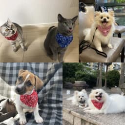 Stylish & Comfy Dog Bandanas - Reversible & Adjustable For The Perfect Fit!