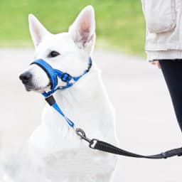 2-Pack Adjustable Nylon Dog Headgear with Reinforced Stitching–Leader Halter with Safety Strap for Training and Pull-Free Walks