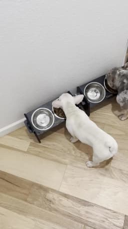 Adjustable Wooden Raised Dog Bowl Stand With 2 Stainless Steel Bowls For Small Dogs and Cats Sturdy Wooden Pet Food Feeder
