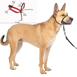 Zhenjia Hot Selling New No-pull Dog collar Adjustable Anti-barking Biting Mouth Cover Dog Mouth Collar Mouth Mask