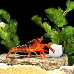 6 Pcs Fish Tank Calcium Block Minerals Aquarium Supply Crawl Cube for Reptile Grinding Tortoise Stones Tank Calcium for Snails