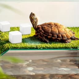 6 Pcs Fish Tank Calcium Block Minerals Aquarium Supply Crawl Cube for Reptile Grinding Tortoise Stones Tank Calcium for Snails
