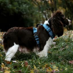 Y-Shaped Dog Harness with Soft Padding, Metal Buckles and Leather Handle Adjustable No Pull Pet Harness for Dogs