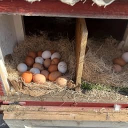 5/10pcs Chicken Coop Chick Bird Rabbit Mat Nesting Liner Coconut Fiber Mat Nest Box Plant Warmth Pad Poultry Reptile Supplies