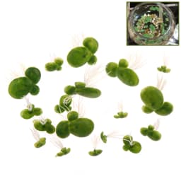 Aquarium Fish Tank Garden Water Decor 18pcs/Set Artificial Floating Duckweed with Roots
